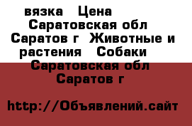 вязка › Цена ­ 2 000 - Саратовская обл., Саратов г. Животные и растения » Собаки   . Саратовская обл.,Саратов г.